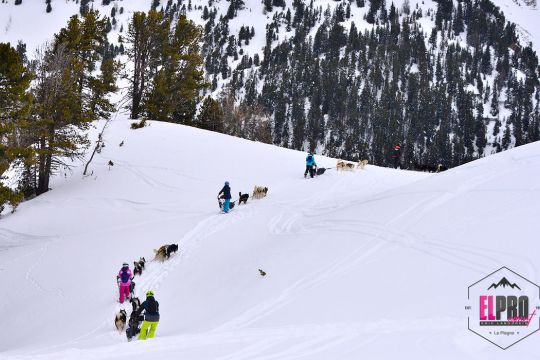Conduite de Traîneau à Chiens