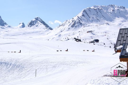 Conduite de Traîneau à Chiens