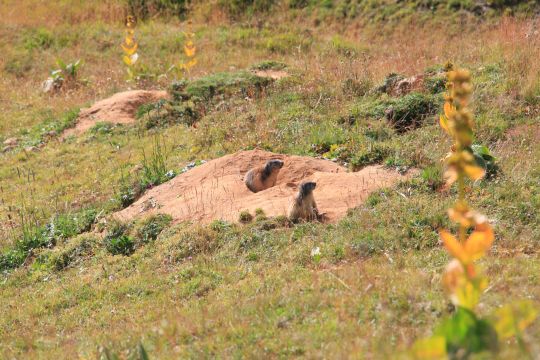 QUAD Randonnee Decouverte 1h15 à La Plagne - Savoie Mont Blanc