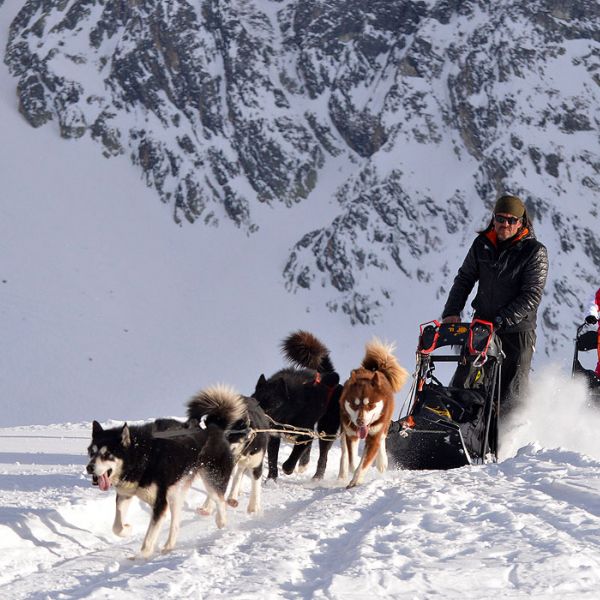 Activité incentives à La Plagne  : Conduite de Traîneau à Chiens